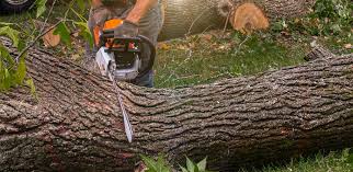Best Tree Preservation Services  in , ID
