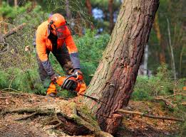  , ID Tree Care Pros