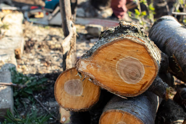 Best Fruit Tree Pruning  in , ID