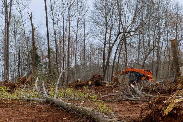 Best Tree Mulching  in , ID