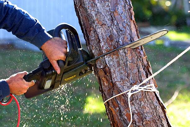  , ID Tree Care Pros