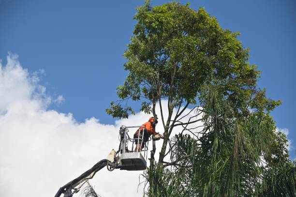 Best Tree Mulching  in , ID