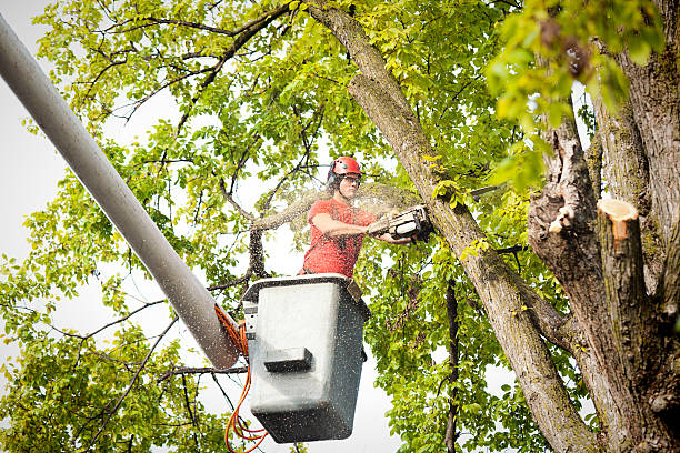 Best Root Management and Removal  in , ID