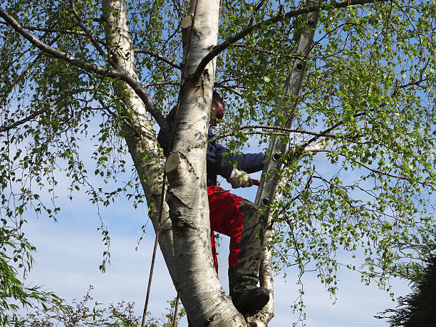 Best Storm Damage Tree Cleanup  in , ID