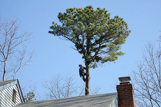 Best Tree Trimming and Pruning  in , ID