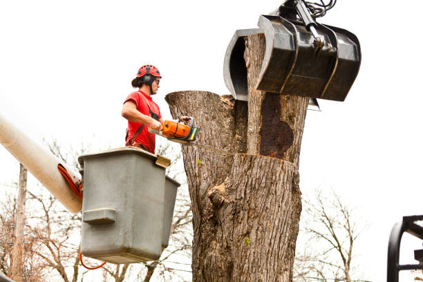 Best Arborist Consultation Services  in , ID