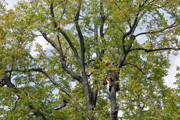 Best Leaf Removal  in , ID